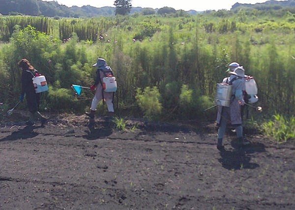 鹿室コスモス　2025年9月7日コスモス畑の除草作業の画像6枚目