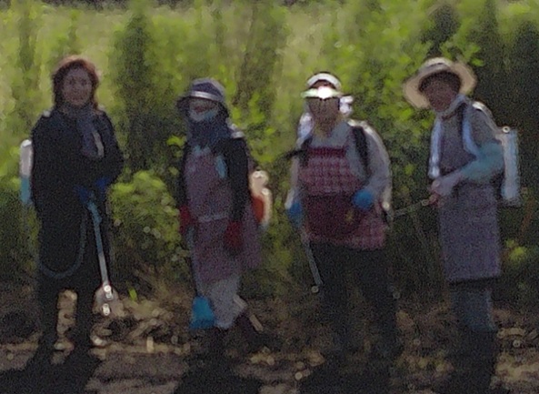 鹿室コスモス　2025年9月7日コスモス畑の除草作業の画像7枚目