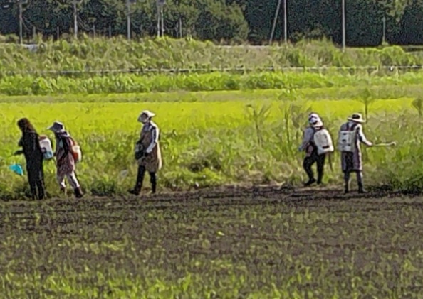 鹿室コスモス　2025年9月7日コスモス畑の除草作業の画像10枚目