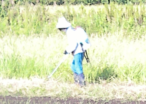 鹿室コスモス　2025年9月7日コスモス畑の除草作業の画像11枚目
