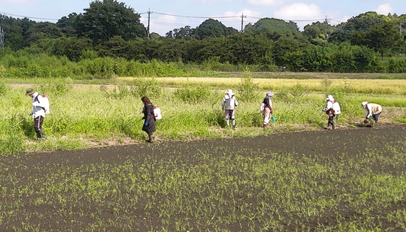 鹿室コスモス　2025年9月7日コスモス畑の除草作業の画像13枚目
