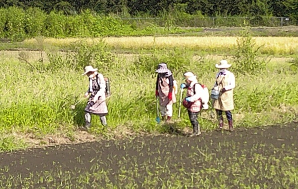 鹿室コスモス　2025年9月7日コスモス畑の除草作業の画像14枚目