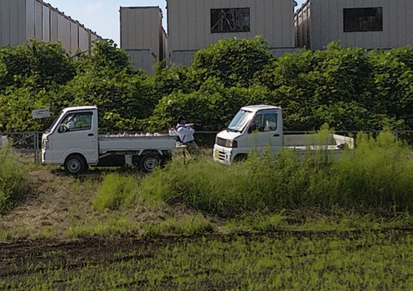 鹿室コスモス　2025年9月7日コスモス畑の除草作業の画像15枚目