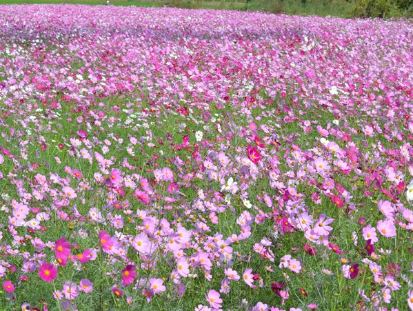 鹿室コスモス 2025年度10月23日現在のコスモスの花の開花状況写真8枚目