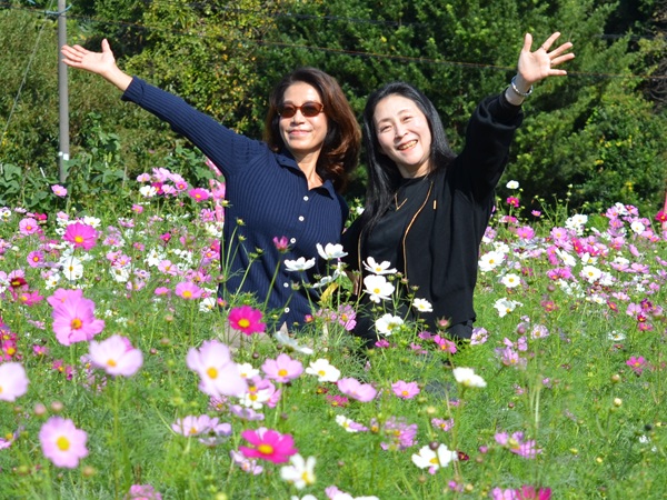 鹿室コスモス 2025年度10月23日現在のコスモスの花の開花状況写真2枚目