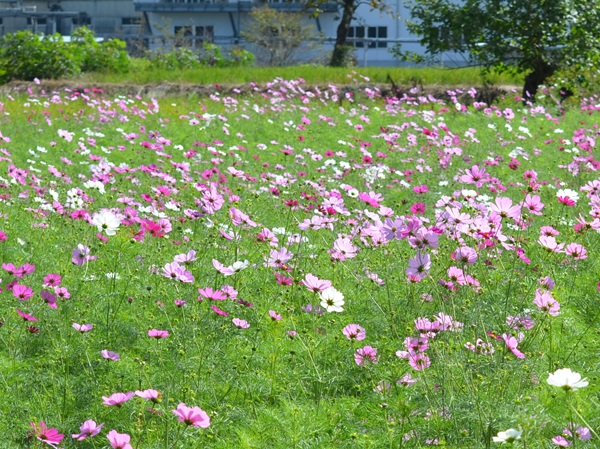 鹿室コスモス 2025年度10月23日現在のコスモスの花の開花状況写真3枚目