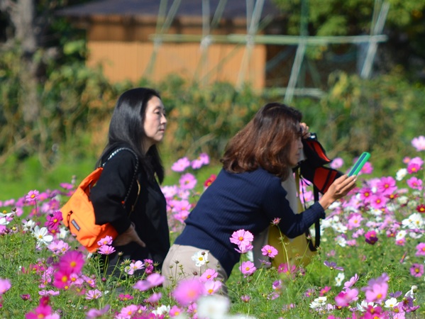 鹿室コスモス 2025年度10月23日現在のコスモスの花の開花状況写真4枚目