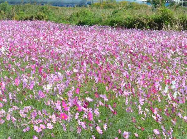 鹿室コスモス 2025年度10月23日現在のコスモスの花の開花状況写真9枚目