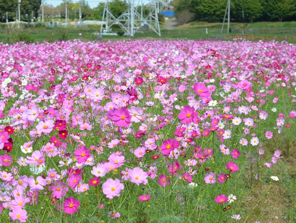鹿室コスモス 2025年度10月23日現在のコスモスの花の開花状況写真10枚目