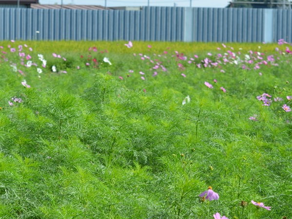 鹿室コスモス 2025年度10月23日現在のコスモスの花の開花状況写真5枚目