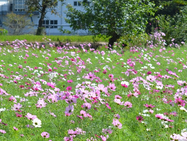 鹿室コスモス 2025年度10月23日現在のコスモスの花の開花状況写真6枚目