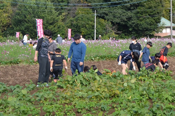 鹿室コスモス 地域の絆で咲かせた「コスモス祭り」2025年11月01日の画像2枚目