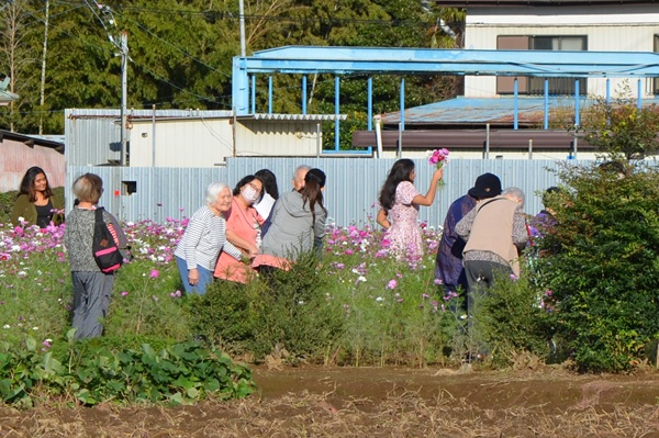 鹿室コスモス 地域の絆で咲かせた「コスモス祭り」2025年11月01日の画像7枚目