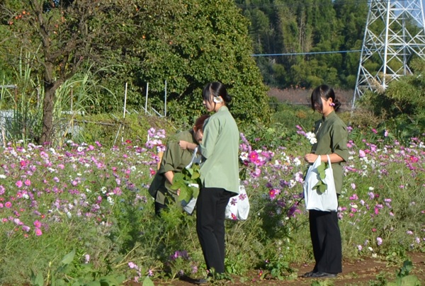 鹿室コスモス 地域の絆で咲かせた「コスモス祭り」2025年11月01日の画像8枚目
