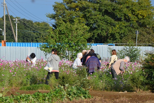 鹿室コスモス 地域の絆で咲かせた「コスモス祭り」2025年11月01日の画像9枚目