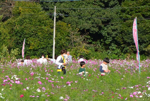 鹿室コスモス 地域の絆で咲かせた「コスモス祭り」2025年11月01日の画像10枚目