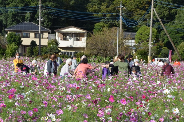 鹿室コスモス 地域の絆で咲かせた「コスモス祭り」2025年11月01日の画像11枚目