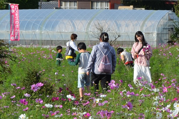 鹿室コスモス 地域の絆で咲かせた「コスモス祭り」2025年11月01日の画像12枚目
