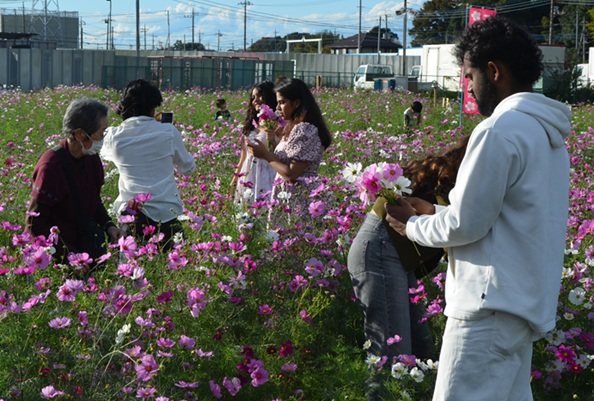 鹿室コスモス 地域の絆で咲かせた「コスモス祭り」2025年11月01日の画像13枚目