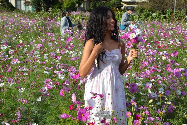 鹿室コスモス 地域の絆で咲かせた「コスモス祭り」2025年11月01日の画像14枚目