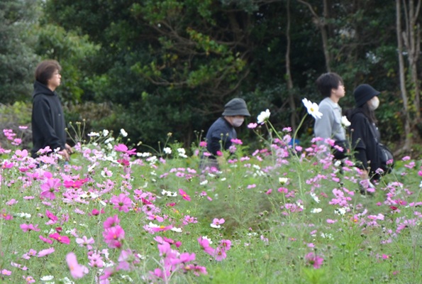 鹿室コスモス 地域の絆で咲かせた「コスモス祭り」2025年11月02日の画像9枚目