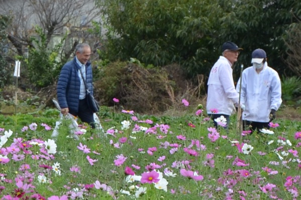鹿室コスモス 地域の絆で咲かせた「コスモス祭り」2025年11月02日の画像10枚目