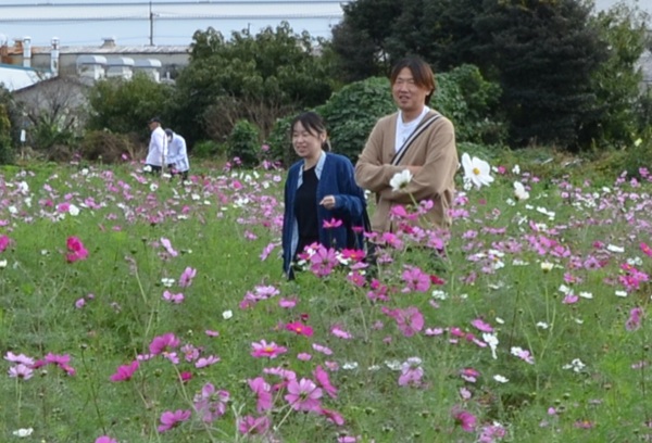 鹿室コスモス 地域の絆で咲かせた「コスモス祭り」2025年11月02日の画像11枚目