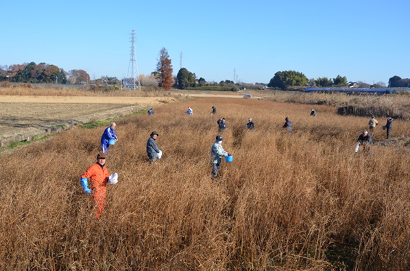 鹿室コスモス 2026年度用のコスモスの種取りをしている画像2枚目