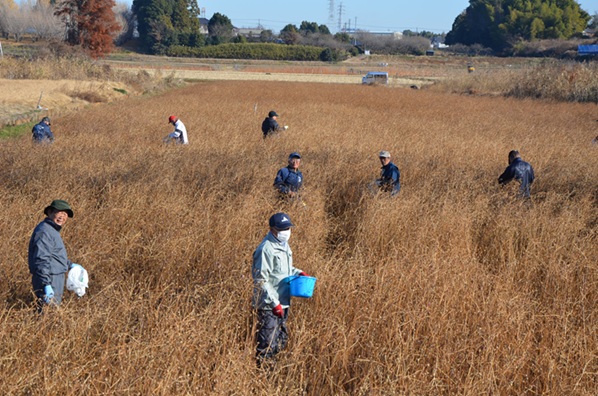 鹿室コスモス 2026年度用のコスモスの種取りをしている画像4枚目