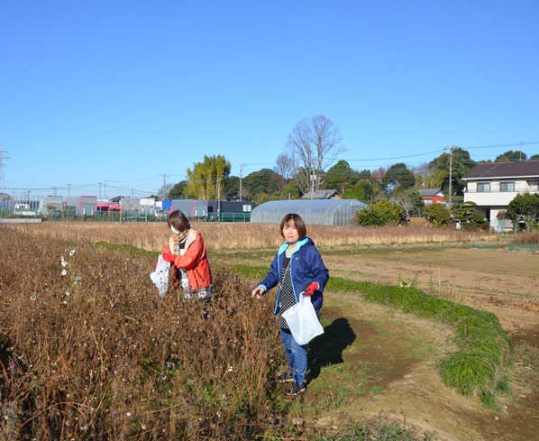鹿室コスモス 2026年度用のコスモスの種取りをしている画像5枚目