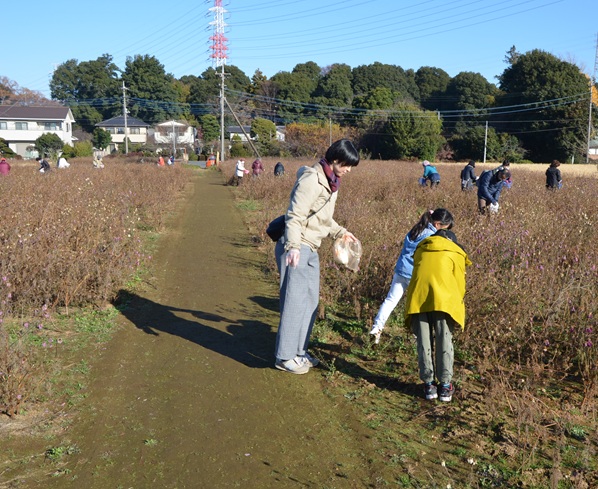 鹿室コスモス 2026年度用のコスモスの種取りをしている画像6枚目