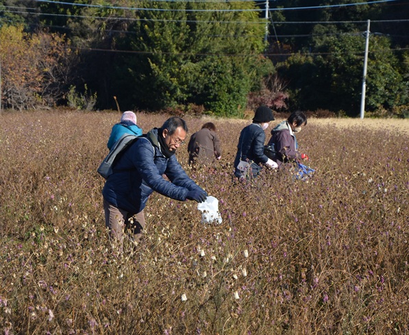 鹿室コスモス 2026年度用のコスモスの種取りをしている画像7枚目