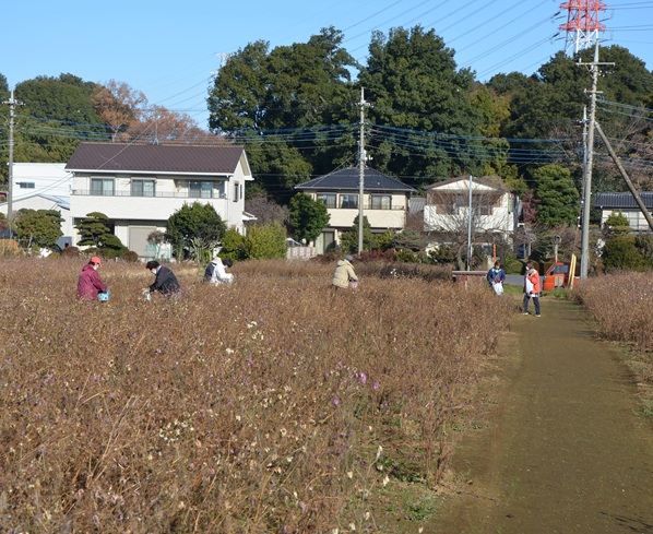 鹿室コスモス 2026年度用のコスモスの種取りをしている画像8枚目