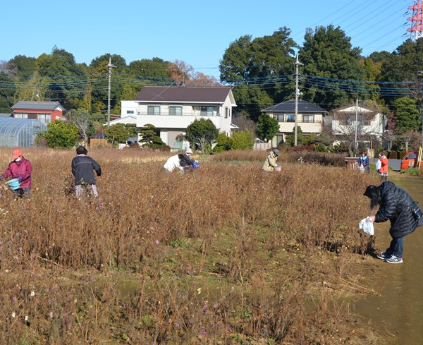 鹿室コスモス 2026年度用のコスモスの種取りをしている画像9枚目