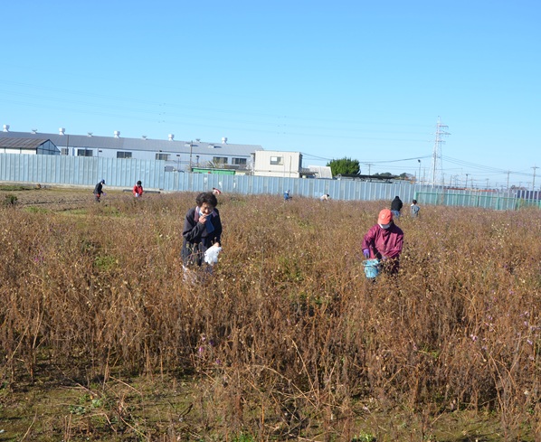 鹿室コスモス 2026年度用のコスモスの種取りをしている画像10枚目
