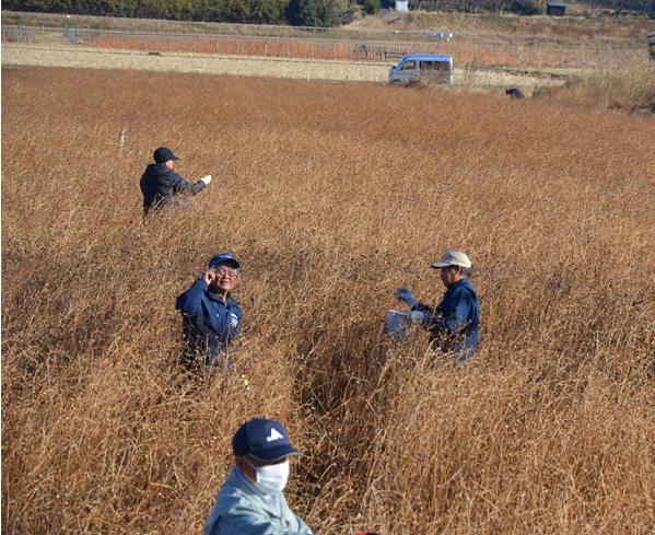 鹿室コスモス 2026年度用のコスモスの種取りをしている画像3枚目