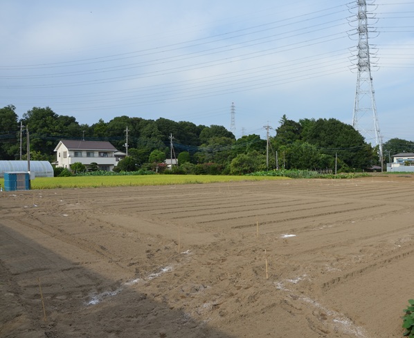 鹿室のコスモス畑にコスモスによる迷路作る作業の画像1枚目