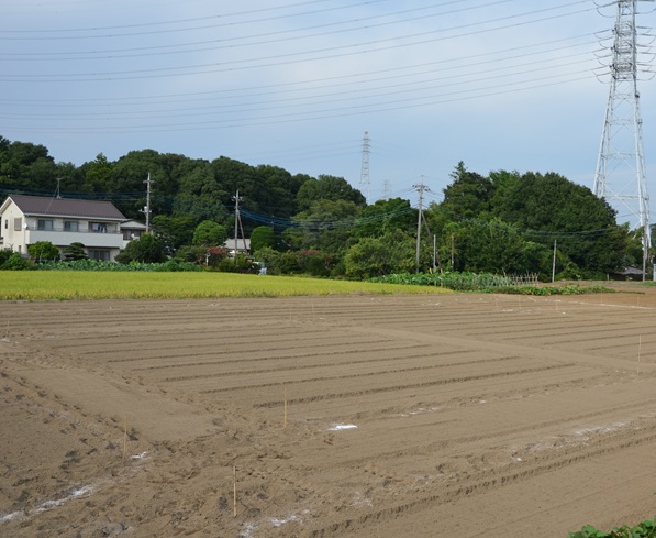 鹿室のコスモス畑にコスモスによる迷路作る作業の画像9枚目