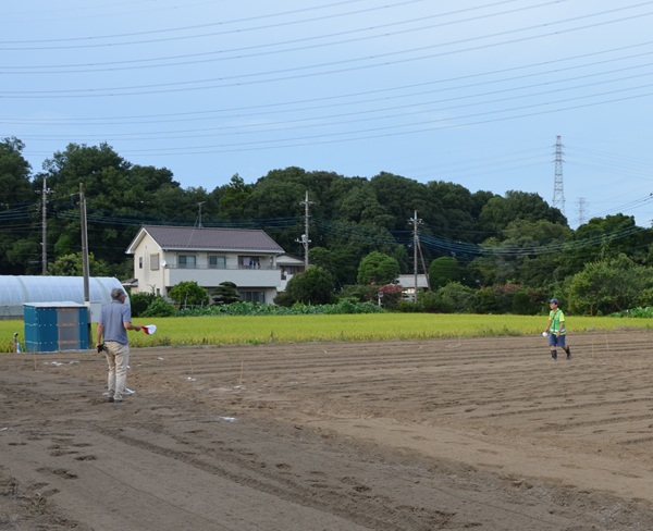 鹿室のコスモス畑にコスモスによる迷路作る作業の画像17枚目