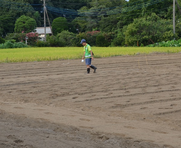 鹿室のコスモス畑にコスモスによる迷路作る作業の画像18枚目