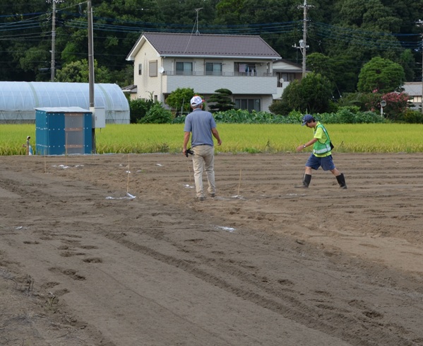 鹿室のコスモス畑にコスモスによる迷路作る作業の画像19枚目